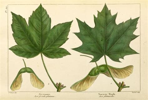 Acer pseudoplatanus - Acer platanoides | Oak tree drawings, Botanical ...