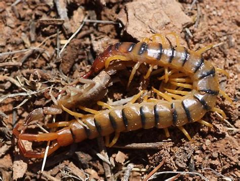 Centipede Vs Scorpion