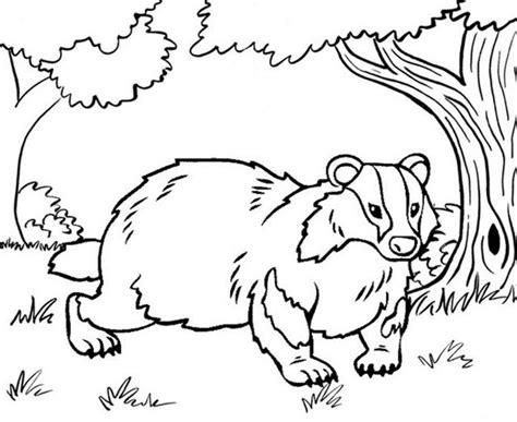 Badger Coloring Pages - Best Coloring Pages For Kids