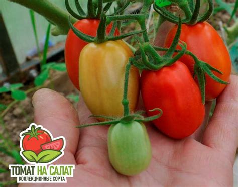 Скаталоне - Семена томатов