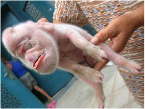 Scary Deformed Animals