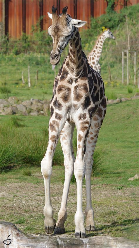Giraffen Fotos - Tier-fotos.eu