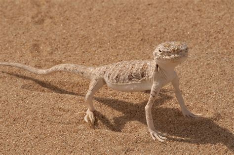 what does a lizard eat in the desert 4