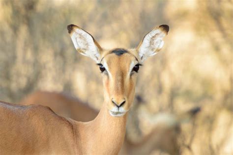 impala eye contact stock  pictures royalty  images