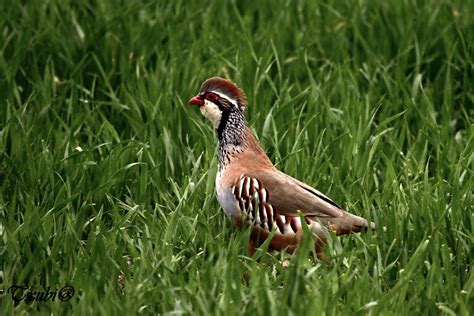 Aves Txubi . Natura viva: Perdiz