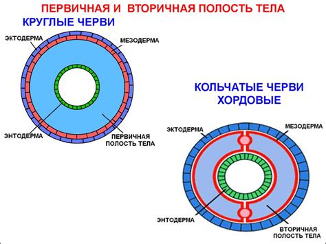 Способы передвижения животных, полости тела - презентация онлайн