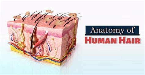 Human Hair Anatomy for hair shaft and folliciles with Diagrams