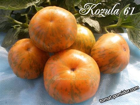 Kozula 61 - Альбомы - tomat-pomidor.com