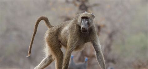 Primates in Namibia, Safari2Go