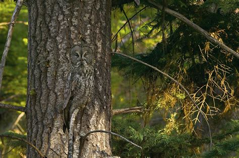 unbelievable examples  animal camouflage