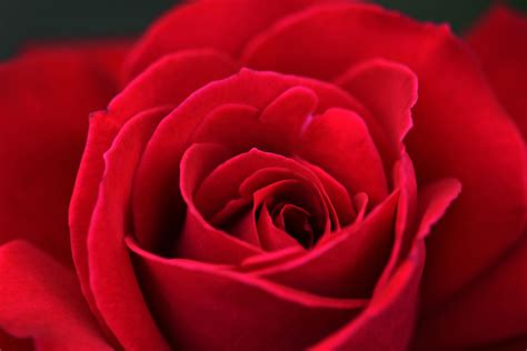 90,000+ Best Rose Wallpaper Photos · 100% Free Download · Pexels Stock ...