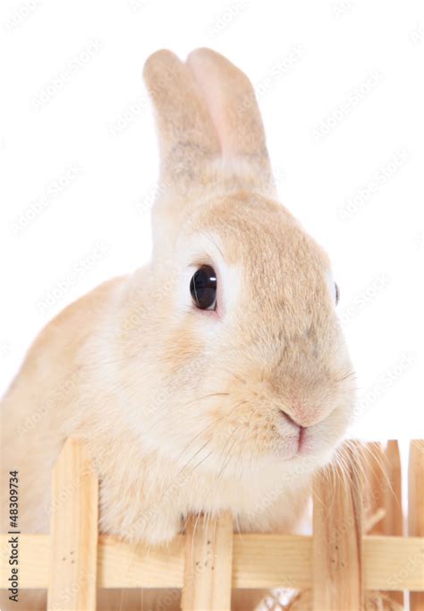 Zwergkaninchen Stock Photo | Adobe Stock