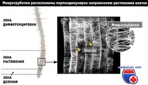 Строение и функции кортикальных микротрубочек