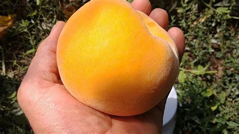 Перкоче Ромеа. Percocca Romea. Перші плоди. Смачний, крупний, ранній і ...