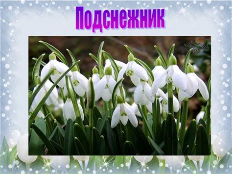 Презентация - Ознакомление дошкольников с цветами-первоцветами