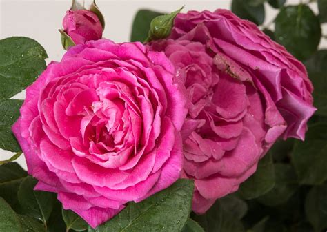 Strauchrose Naomi Renaissance - Rosa Naomi Renaissance günstig kaufen