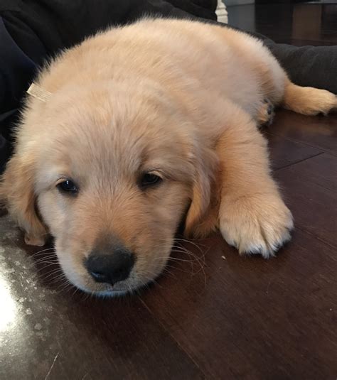 Blue's first day home : r/goldenretrievers
