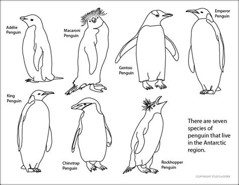 antarctica art lessons | Types of penguins, Antarctica, Penguins