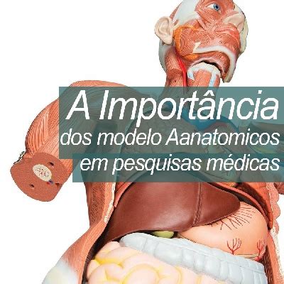 A importância dos modelos anatômicos em pesquisas médicas | Ana Bely ...