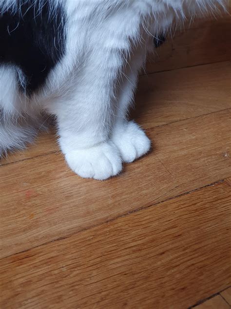 Fluffy paws : r/Paws