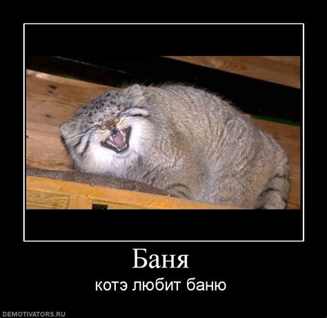 Смешные картинки про баню (50 фото) 🔥 BipBap.ru