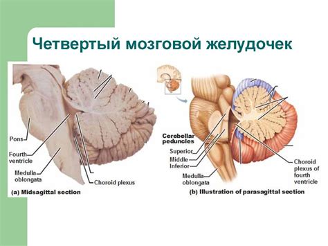 Анатомия ЦНС. Желудочки мозга, Спинномозговая жидкость, Оболочки мозга ...