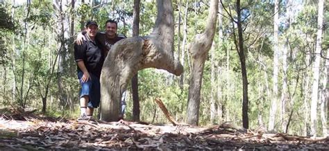 dunia memang aneh pokok rukuk