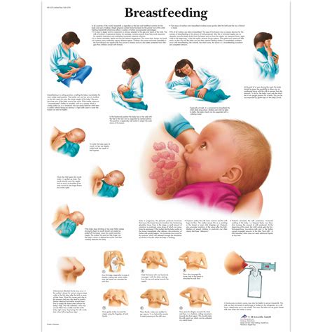Breastfeeding Education Handouts at Palmer Ellerbee blog