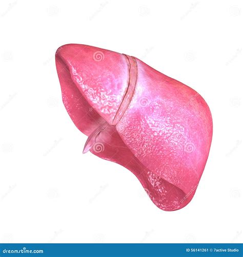 Human Liver stock image. Image of care, education, concept - 56141261