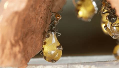 fascinating facts  honeypot ants ned hardy