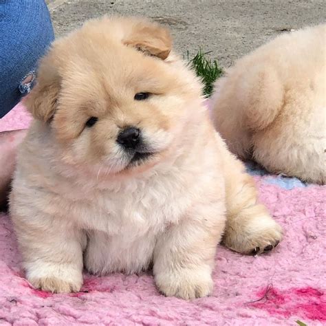 White Chow Chow Puppy