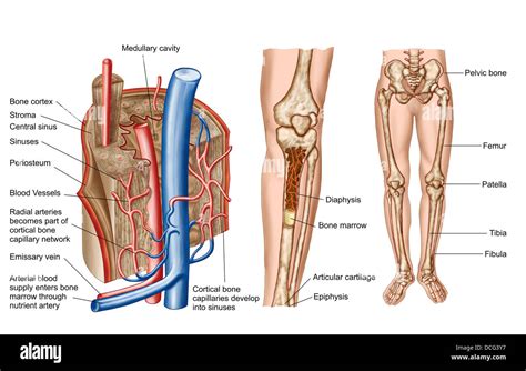 Anatomy of human bone marrow Stock Photo - Alamy