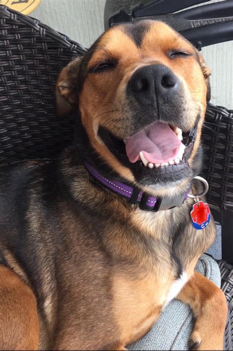 German Shepherd Rottweiler Pitbull Mix