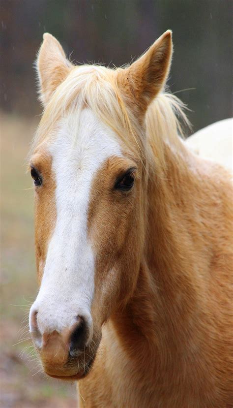 Palomino Horse, Horse Poster, Horse Wall Art, Digital Download ...