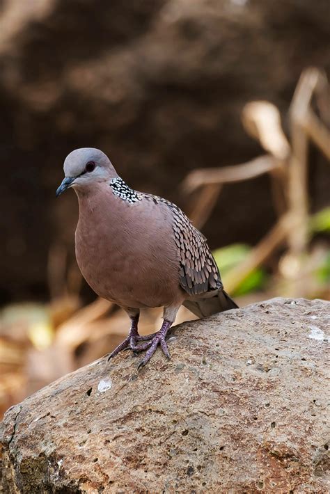 Green Bird · Free Stock Photo