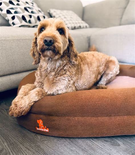orthopedic dog beds  memory foam  joint pain relief