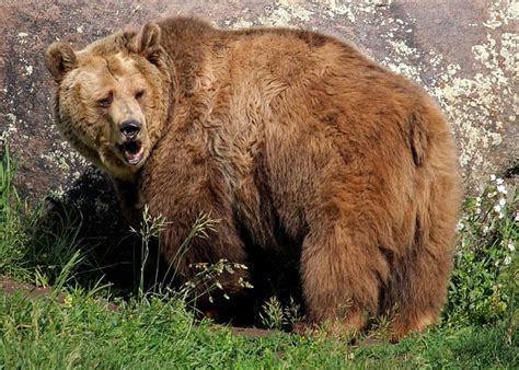 Grizzly Bear - Free photo on Pixabay