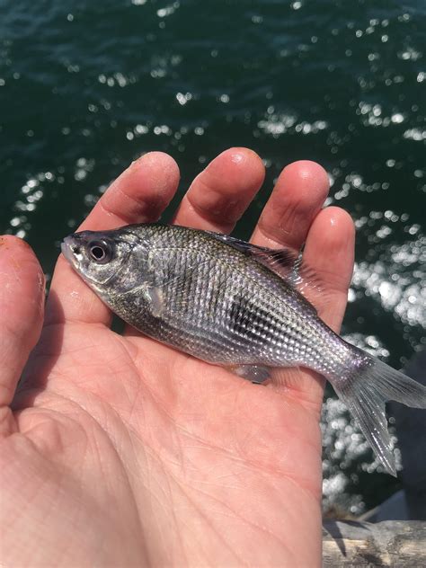 Male Shinerperch in spawning colors : r/MicroFishing