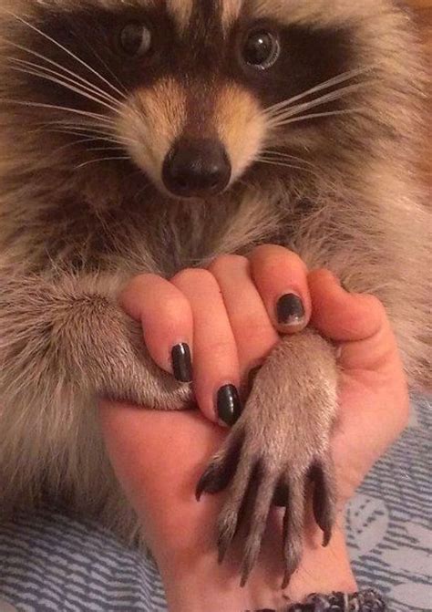 Pet Raccoon: Cute and Fluffy Animal