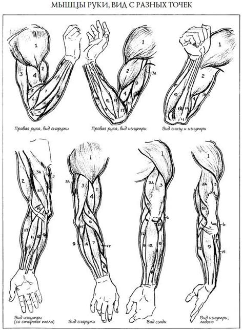 Как рисовать руки? Структура рук и кистей | Arm anatomy, Human anatomy ...