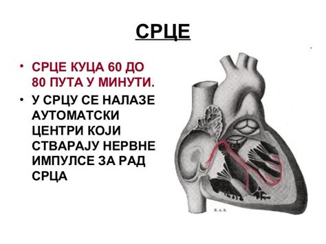 Srce i krvotok