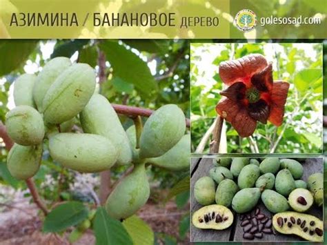 Азимина, Банановое дерево - YouTube