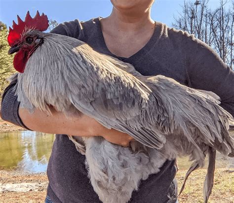 lavender orpington breeding chart complete guide chicken fans
