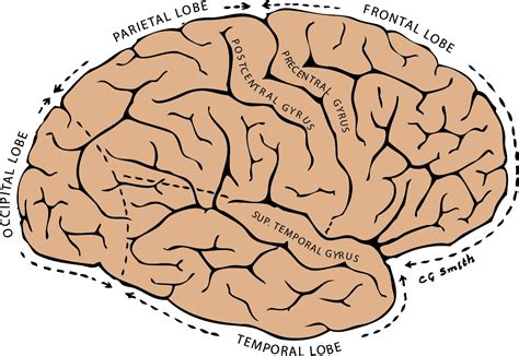 Subcortical Fibers