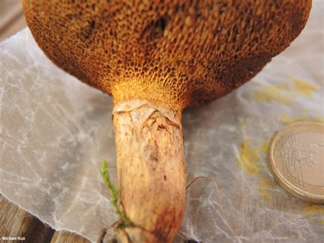 Suillus tridentinus (MushroomExpert.Com)