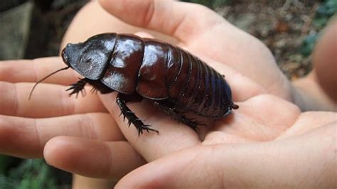 GIANT Burrowing Cockroach from Queensland, Australia. - YouTube