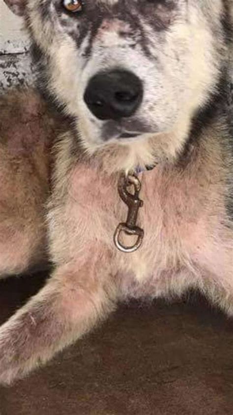 Neglected Dog With Mange Saved From High-Kill Shelter - The Dodo
