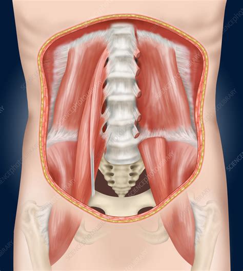 posterior abdominal wall muscles illustration stock image