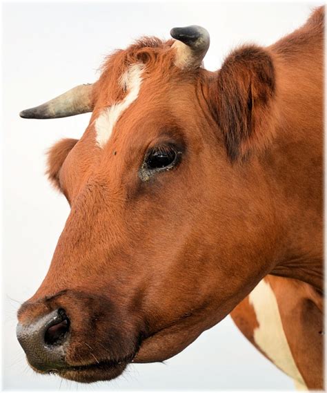 Bull Calf Farm - Free photo on Pixabay - Pixabay