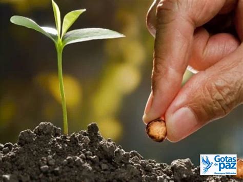 Semear E Colher Centro De Educação Infantil